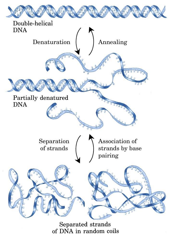 El ADN se puede desnaturalizar fácilmente con calor y separar las dos hebras, pero a diferencia de las proteínas si puede