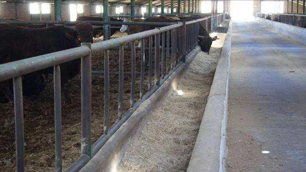 Eliminación de los tubos de conexión con el silo, lo que permite ganar espacio, facilita la tarea de distribuir la comida, y entre otras, la limpieza de los comederos.