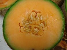 A Diferencias en vigor entre plantas de melón(a= injertado; =