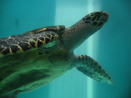 CONTENIDO Presentación Vivero de tortugas marinas de Punta Teonoste. Nuestros Objetivos. Información técnica del vivero.