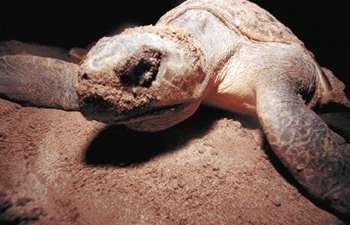 Punta Teonoste se une a la lucha por la sobre vivencia de las tortugas marinas. Nuestro lema es: Juntos podemos!