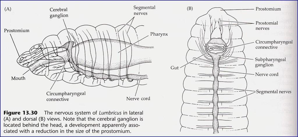 Primer par de ganglios del cadena nerviosa ventral (ganglios
