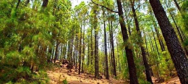 Unidad de Patrimonio Natural: Forestal 267 operativos realizados que permitieron el
