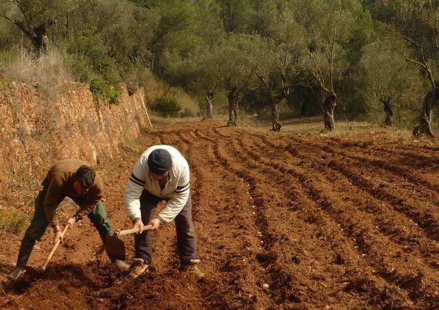 consumo responsable de los productos agrarios: de calidad, justos y ambientalmente sostenibles La AS en Cataluña se encuentra en una etapa inicial de desarrollo, aunque