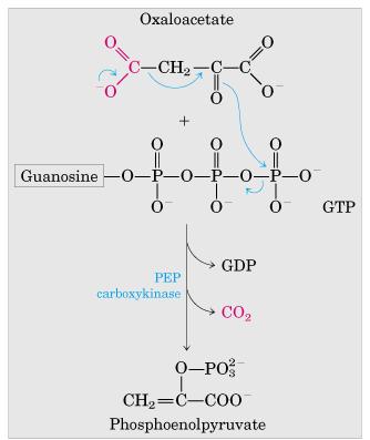 1ª Reacción de rodeo (bypass): b) PEP carboxiquinasa Necesita Mg ++ Fosforila con GTP En el citosol!