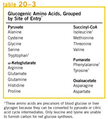 Otros precursores glucogénicos Aminoácidos: Casi todos los aá se convierten en o piruvato o