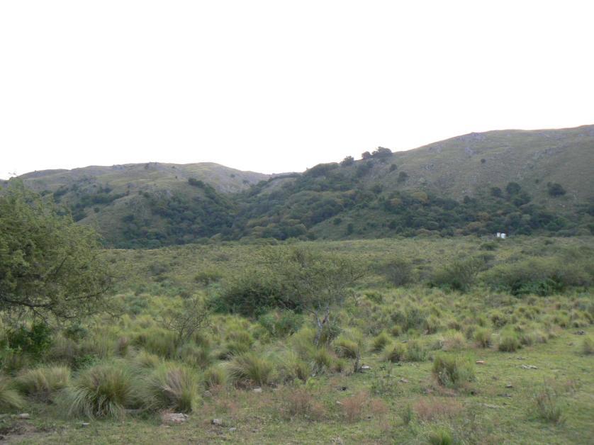 Pantanillo Pino del cerro (Podocarpus parlatorei), Horco molle, Coronillo, Tala blanco, Horco tala, Nogal criollo,
