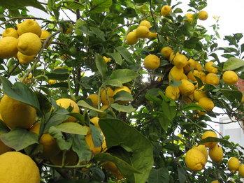 Cítricos Limonero, naranjo, y mandarino Se arrancaron tres árboles de cada especie Se separaron en hoja,