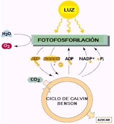 La fotosíntesis Primera etapa luz H 2 O + NADP + +Pi + ADP O 2 + H+ +