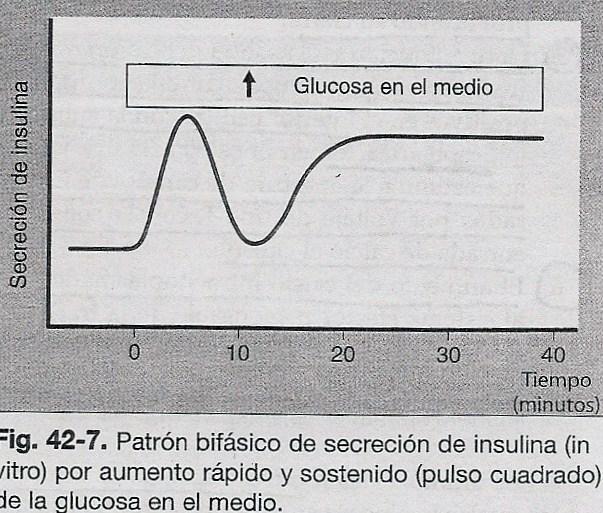 INS ng/ml La secreción de insulina: patrón bifásico 60