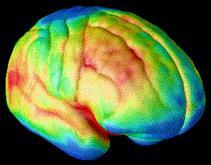 Desarrollo del Cerebro en el Adolescente Dr.