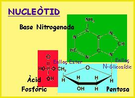 desoxiribonucleic (ADN) És una llarga cadena formada per moltes unitats anomenades nucleòtids.