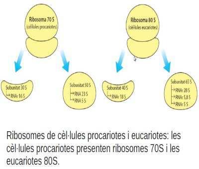 El pes dels RNAr i dels ribosomes s'expressa segons el coeficient de sedimentació de Svedberg (coeficient directament