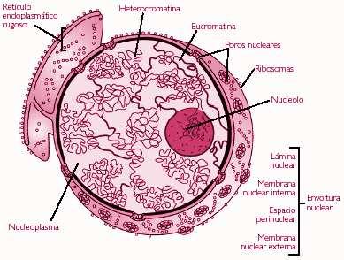 Ribosomes: orgànuls cel lulars, formats per dos subunitats, implicats en la síntesi de proteïnes.