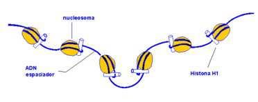 Estructura secundària o doble hèlix Àcids nucleics Model de la doble hèlix de Watson i Crick (1953) És una doble hèlix formada per dues cadenes de desoxiribonucleòtids antiparal leles 5 3 3 5 Les