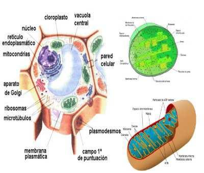 On podem trobar ADN? Eucariotes: nucli, cloroplasts i mitocondris.
