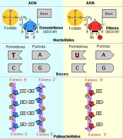 ARN. Àcids ribonucleics Diferències entre l ADN i ARN 1. 1 cadena senzilla (menys en els reovirus que és bicatenari). 2. El monosacàrid és la ribosa. 3.