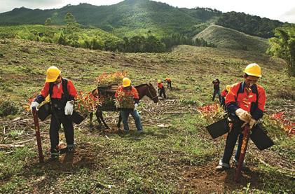Proceso de Producción Forestal: A su cargo está la ejecución de las actividades de extracción de madera de las fincas y ponerla a
