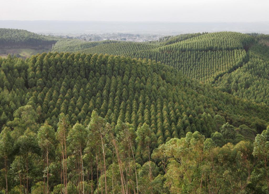 SMURFIT KAPPA COLOMBIA Los soportes del PMF son los Modelos de Planificación y el Sistema de Información Forestal SIF.