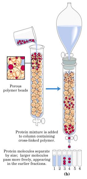 Cromatografía de exclusión molecular Las moléculas pequeñas penetran en los poros de la matriz (gel), donde la velocidad de flujo es menor Las