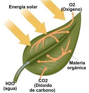 Esta energía es captada por la clorofila, sustancia de color verde que se encuentra en los vegetales.