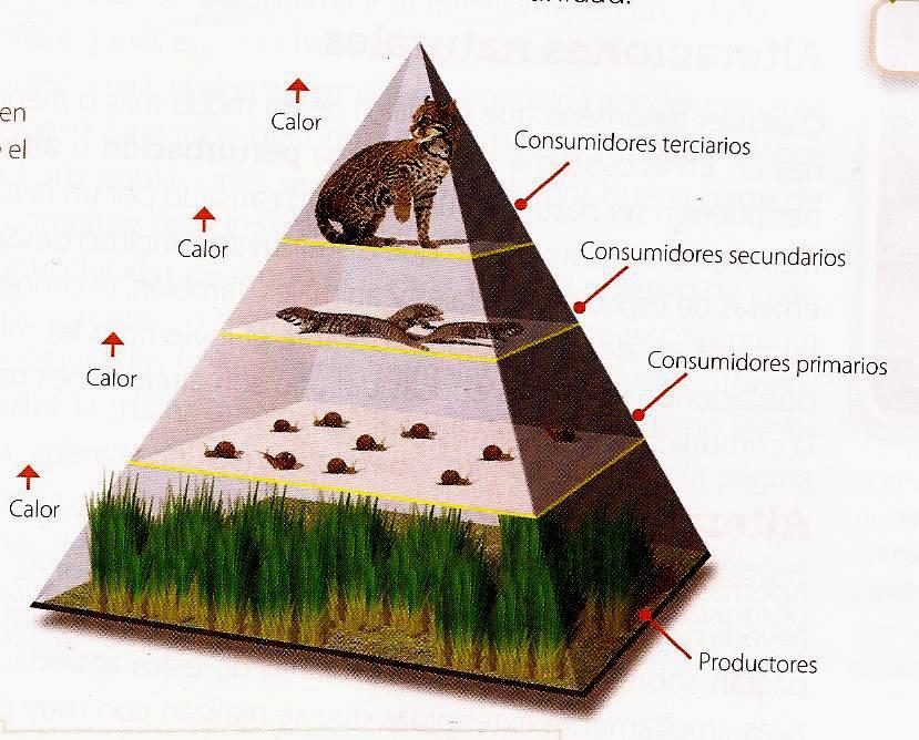 La producción de sucesivos niveles tróficos se dispone en pirámides ecológicas tróficas que representan el ecosistema.