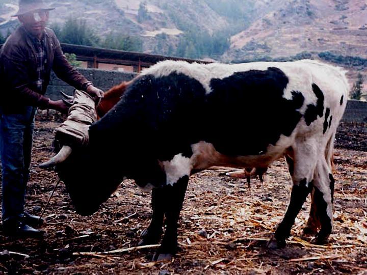 IMPORTANCIA El vacuno criollo es un animal de triple propósito (Tracción, Carne, Leche).