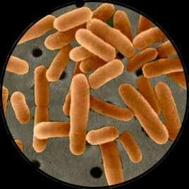 Proyectos I+D+i ejecutados Sistemas de tuberías con antimicrobiano Objetivo: minimizar la