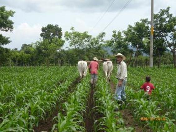 FOTOGRAFÍA 3 Cultivo de maíz, en Yupiltepeque, Jutiapa.