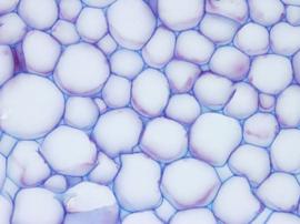 Un tejido es un conjunto de células similares que funcionan en asociación para desarrollar