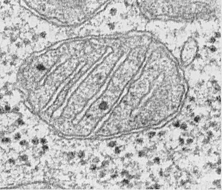citoplasma de las células. A qué organelo celular corresponde?. Explica su función en la célula y sus características principales.