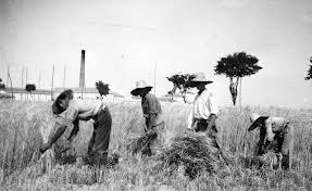 2. LOS CAMBIOS EN LA AGRICULTURA La agricultura seguía siendo la base fundamental de la economía, aunque el sector agrario español permaneció en una situación de estancamiento