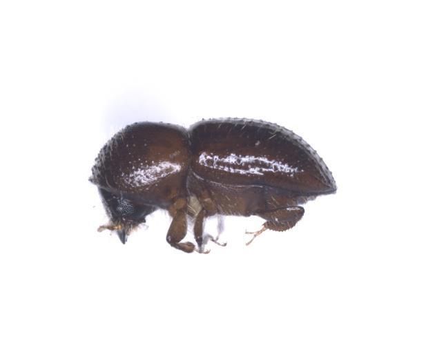 Escarabajos ambrosiales Xyleborus glabratus- Raffaelea lauricola y Euwallacea sp.