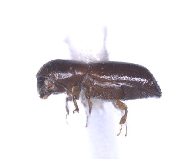, (2013) señala que en Los Ángeles, California, E.U.A., el insecto barrenador polífago (Euwallacea spp.
