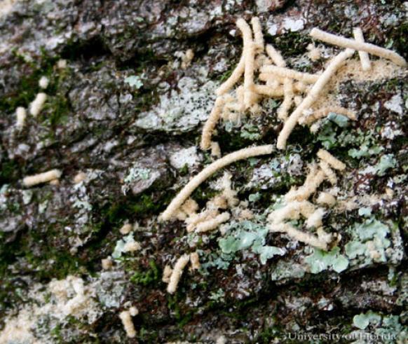 Síntomas por afectación de Xyleborus glabratus en especies forestales Palillos