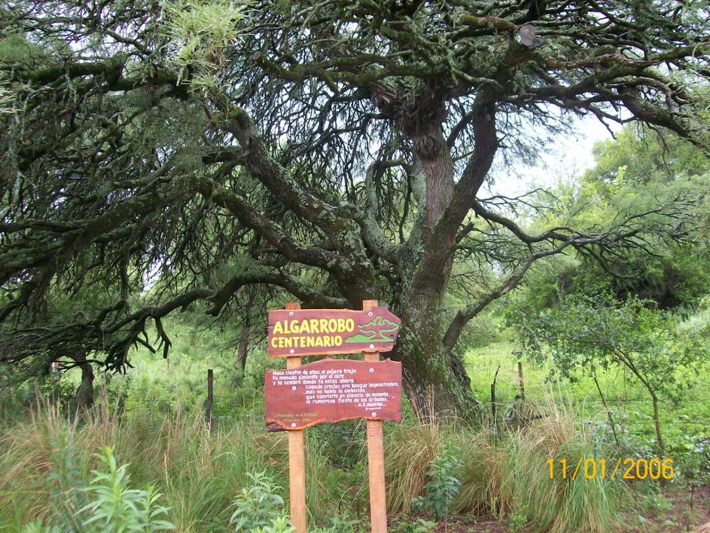 Algarrobo: Árbol sagrado