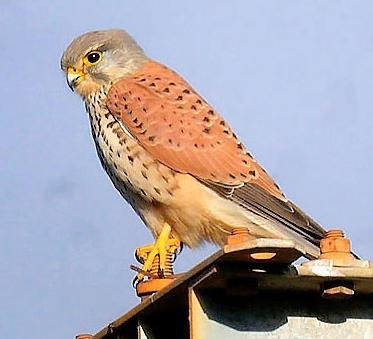 36 36 43 18 36 36 5.-Caja nido para Cernícalo vulgar (Falco tinnunculus) El cernícalo vulgar o mirleta, es la rapaz diurna más habitual en nuestros pueblos y ciudades.
