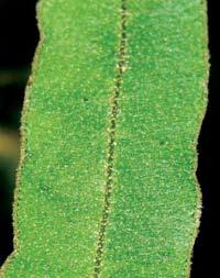 72 73 Lomariopsidaceae Elaphoglossum rubescens