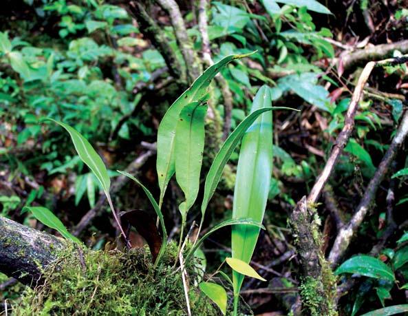82 83 Lomariopsidaceae Elaphoglossum guatemalense (Klotzsch) T.