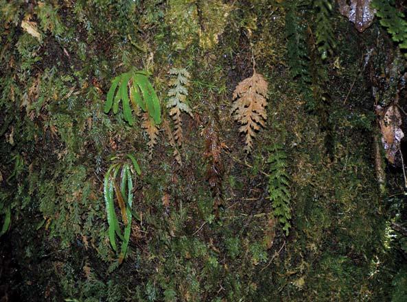 Bishop Epifita, con rizoma corto, hojas de 3 a 9 cm de largo,