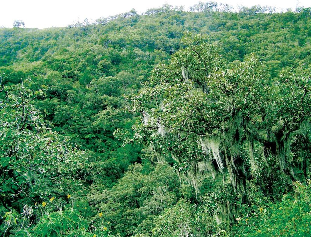 174 175 El bosque de encinos Este tipo de bosque está incluido dentro de la extensión territorial del CBN.