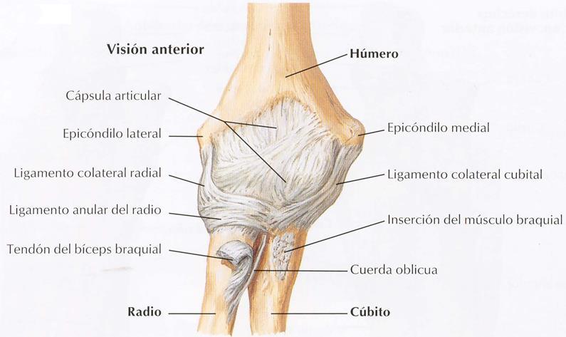 Durante la supinación ambos huesos transcurren longitudinalmente, sin cruzarse; durante la pronación ambos se cruzan (más proximalmente), lo que permite que el extremo distal-medial del radio se