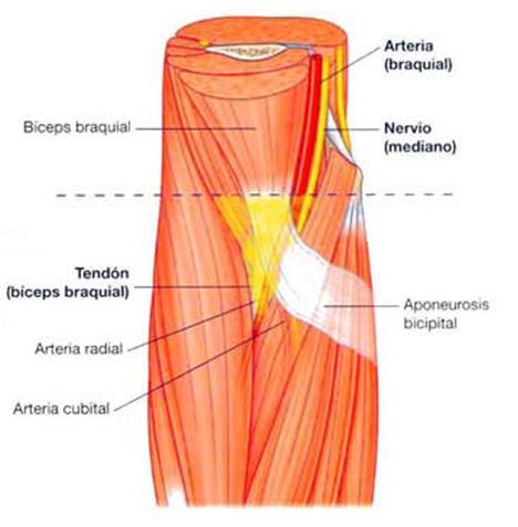 se encuentran el braquial y el bíceps braquial. Compartimento posterior del brazo En él se encuentra el tríceps braquial. 4.1.2.