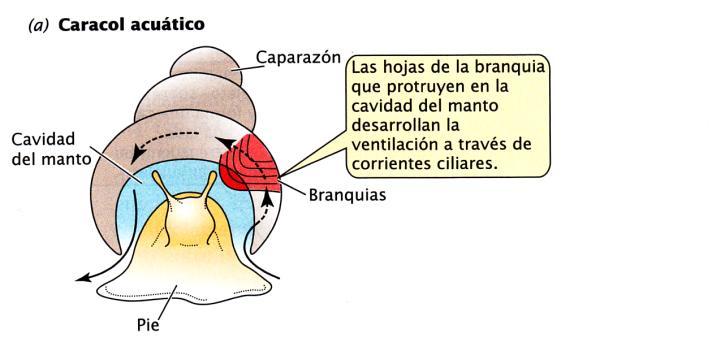 Intercambio gaseoso: diversidad de branquias moluscos 2