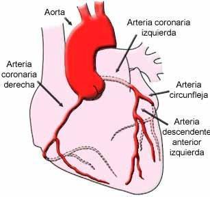 circulación conoraria En aves y mamíferos el músculo cardíaco es tan grueso y tiene una