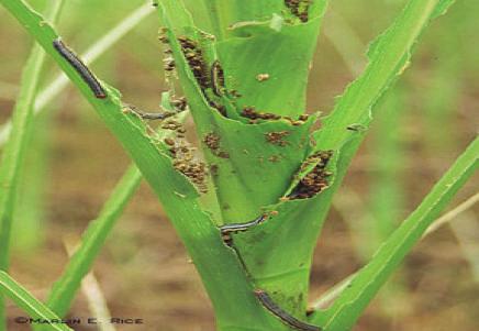 Siembras tardías donde las condiciones climáticas favorecen el desarrollo de insectos. Daños Condiciones de sequía.