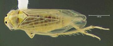 Hippodamia convergens y Cycloneda sanguínea, crisopas, avispas de los géneros Polybia y Polistes y arañas de la familia Salticidae.