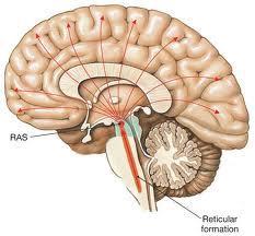 LOBULO FRONTAL ATENCION Corteza frontal derecha Se evidencia en pacientes con lesiones frontales derechas y por estudios con imágenes funcionales ATENCION FASICA -------Activa los sistemas