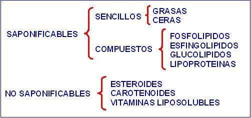 Recordemos: clasificación de lípidos En los forrajes y semillas solo se encuentran pequeñas cantidades de lípidos.