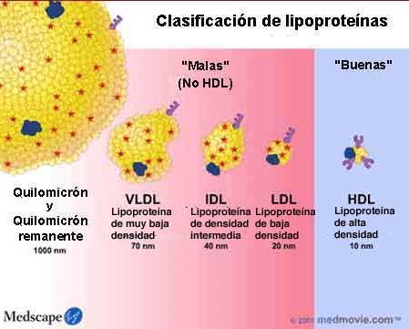 Las Lipoproteínas de mayor densidad que los